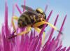 Dalmannia aculeata